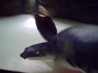 大きなスッポンモドキ。海亀みたいな手足ですが、淡水のカメ。
