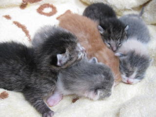 ニャンピー（本名クルミちゃん）の家族がまたまた増えました。　５匹の子猫は産まれてまだ３日目です。