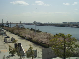 イイ天気で植込みの桜もほぼ満開。開催初日の午前中に見てきました。